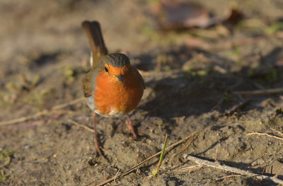 Roodborst / European Robin (de Oelemars)