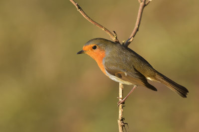 Roodborst / European Robin (de Oelemars)