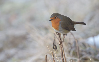 Roodborst / European Robin (de Oelemars)