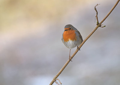 Roodborst / European Robin (de Oelemars)