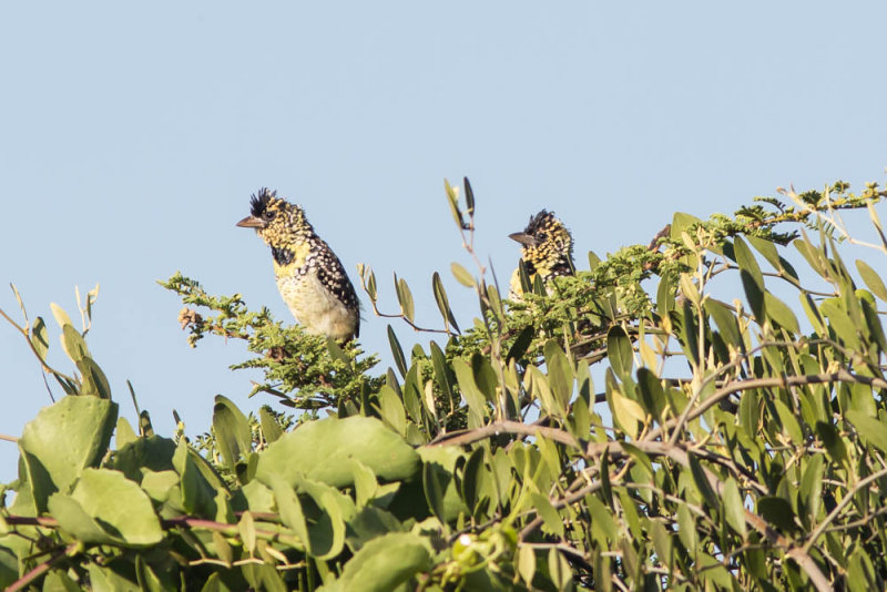 DArnauds Barbet, National Park, Yabello