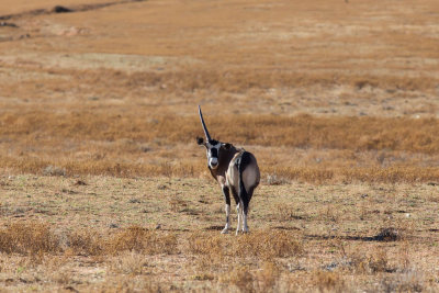 Oryx,Spiesbok, Goegap Nature Reserve 