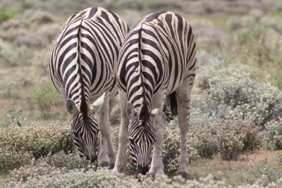 Zebra 'S in Etosha