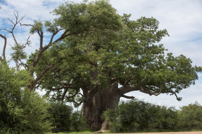 Baobab, Etosha, Namibie