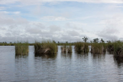 Okavanga Delta
