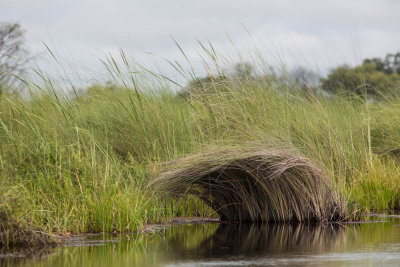Okavanga Delta