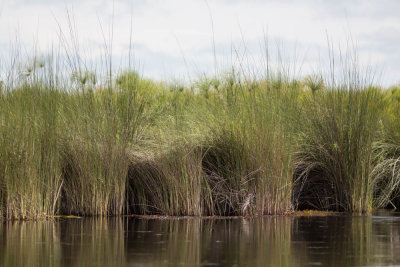 Okavanga Delta