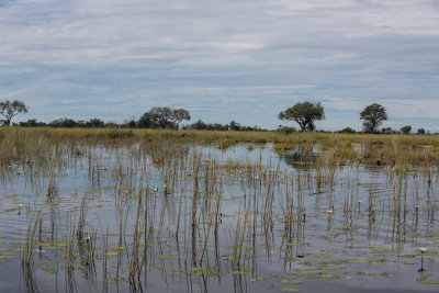 Okavanga Delta