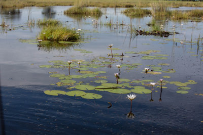 Okavanga Delta