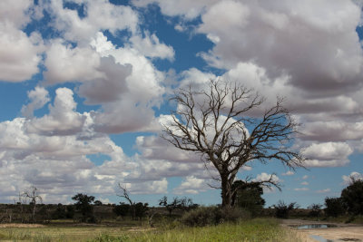 Kgalagadi, Botswana,