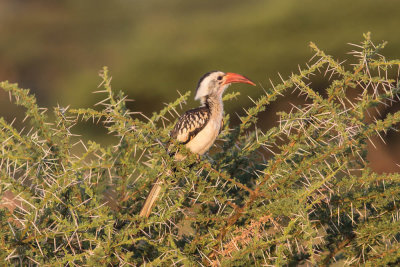 National Park, Red Billed Hornbill, Yabello