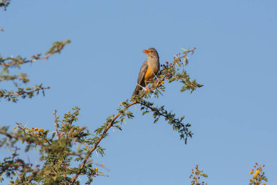 National park, Yabello Trush