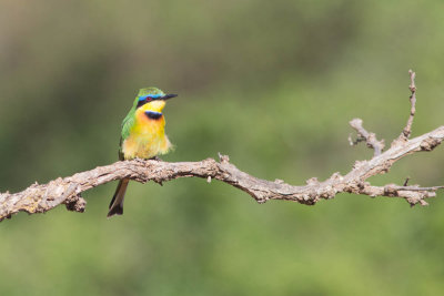 Little Bee-eater, National Park, Yabello