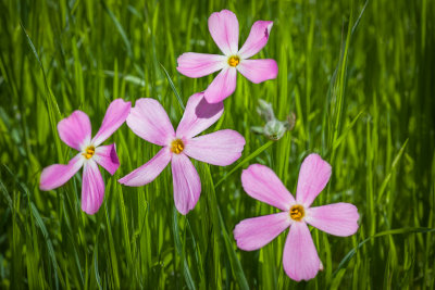 wildflowers