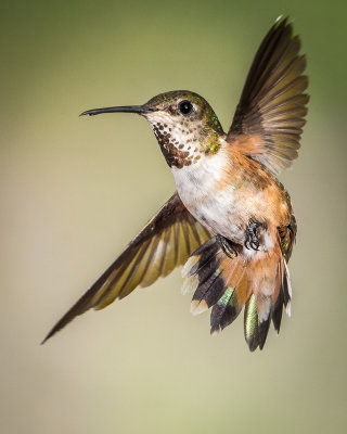 hummingbirds_butterflies__insects