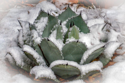 Agave In Snow