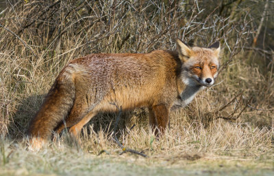 Mammals/Zoogdieren