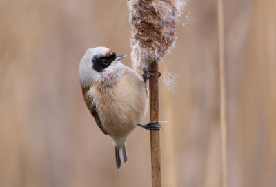 Birds/Vogels