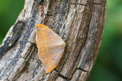 Gele eenstaart - Oak Hook-tip - Watsonalla binaria 