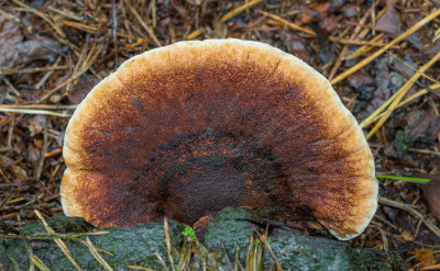 Mushrooms/Paddenstoelen