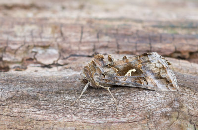 Gamma-uil - Silver Y - Autographa gamma 
