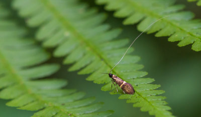 Nemophora associatella