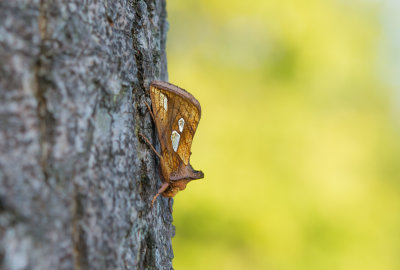 Goudvenstertje - Gold Spot - Plusia festucae 
