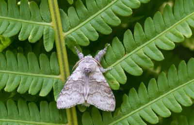 Meriansborstel - Pale Tussock - Calliteara pudibunda 