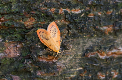 Rozenblaadje - Rosy Footman - Miltochrista miniata