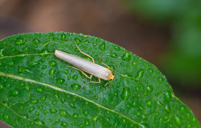 Streepkokerbeertje - Scarce Footman - Eilema complana