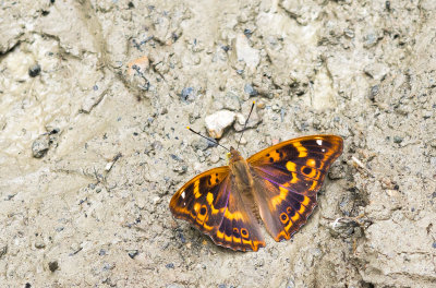 Butterflies/Vlinders