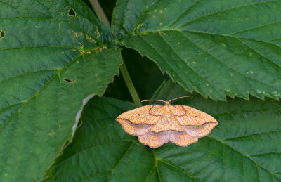 Puntige zoomspanner - Bordered Beauty - Epione repandaria