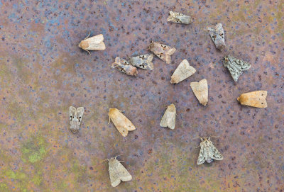 a few moths 