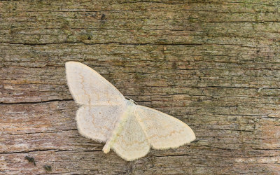 Roomkleurige stipspanner - Cream Wave - Scopula floslactata