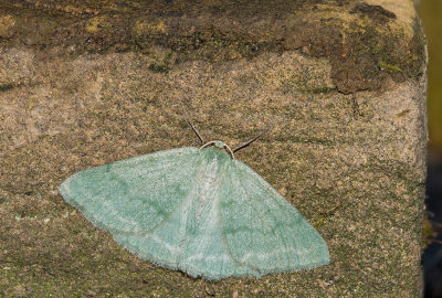 Grijsgroene zomervlinder - Grass Emerald - Pseudoterpna pruinata 