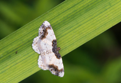 Aangebrande spanner - Scorched Carpet - Ligdia adustata