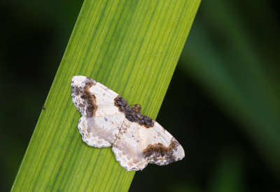 Aangebrande spanner - Scorched Carpet - Ligdia adustata