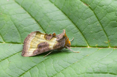 Koperuil - Burnished Brass - Diachrysia chrysitis