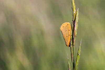 Tijgerbeertje - Dew Moth - Setina irrorella