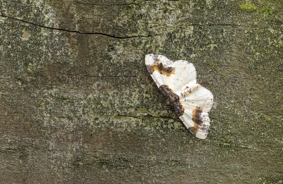 Aangebrande spanner - Scorched Carpet - Ligdia adustata