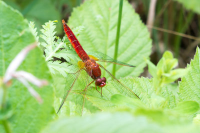 Dragonflies/Libellen