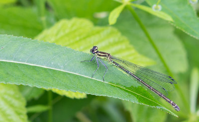 Speerwaterjuffer - Northern Damselfly - Coenagrion hastulatum 