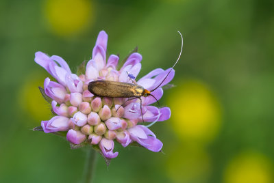 Gouden langsprietmot - Nemophora metallica