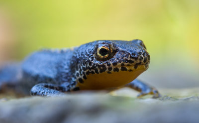 Amphibians/Amfibieën