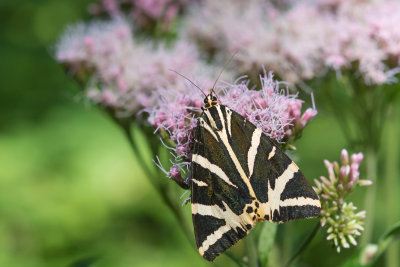 Spaanse vlag - Jersey Tiger - Euplagia quadripunctaria