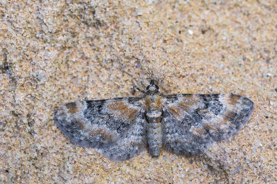 Vingerhoedskruiddwergspanner - Foxglove Pug - Eupithecia pulchellata