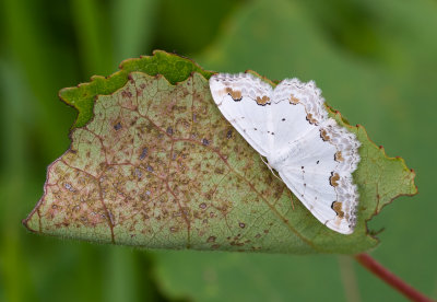 Kantstipspanner - Lace Border - Scopula ornata