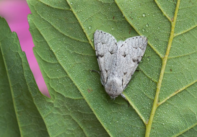 Schaapje - Miller - Acronicta leporina