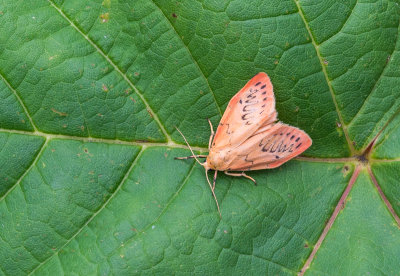 Rozenblaadje - Rosy Footman - Miltochrista miniata