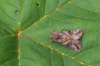 Gamma-uil - Silver Y - Autographa gamma